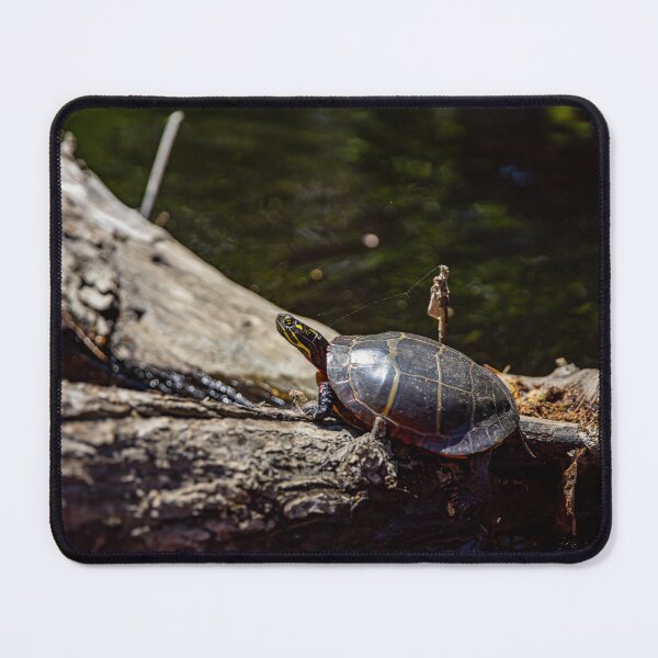 Item preview, Painted Turtle designed and sold by Daniel's Destinations.