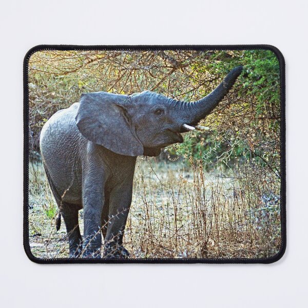 Item preview, African Baby Elephant Acacia Tree Forest Africa designed and sold by worldways.