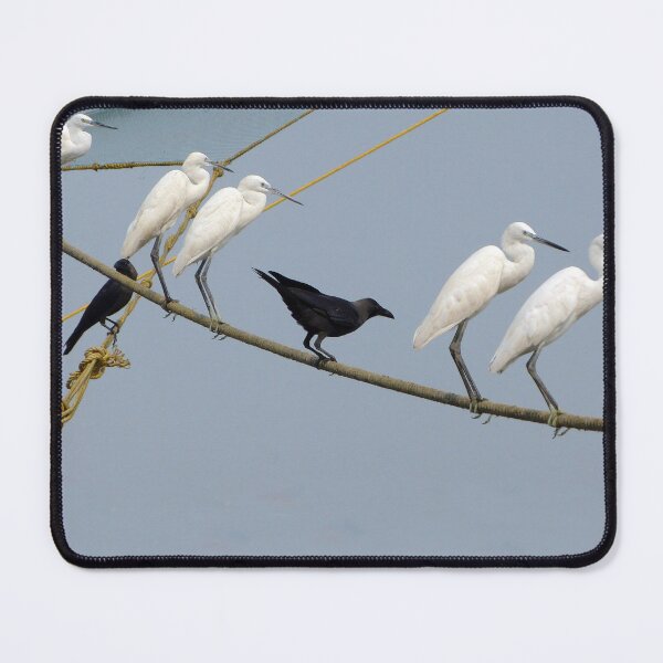 Item preview, Egrets and Crows Fishing Net, Cochin, Kerala, India designed and sold by worldways.