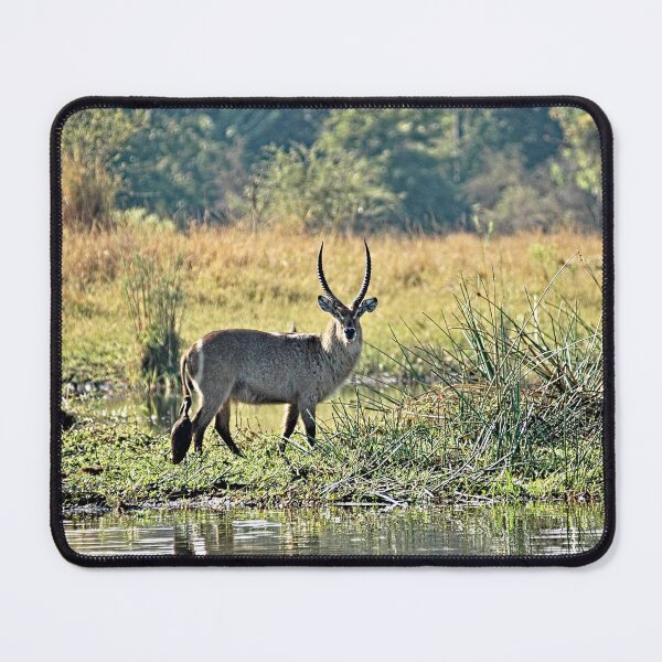 Item preview, Waterbuck Antelope River Bank Africa designed and sold by worldways.