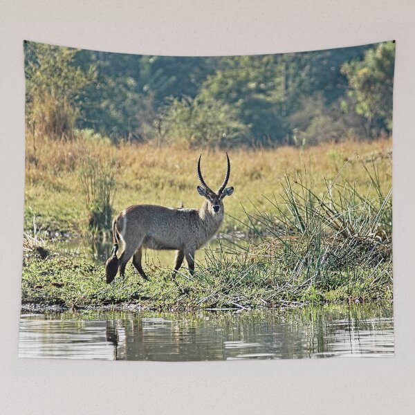 Item preview, Waterbuck Antelope River Bank Africa designed and sold by worldways.