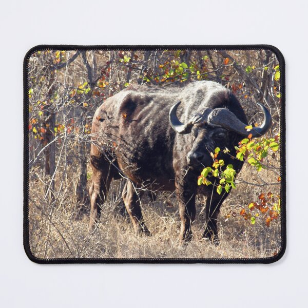 Item preview, African Buffalo Kruger national park, South Africa designed and sold by worldways.