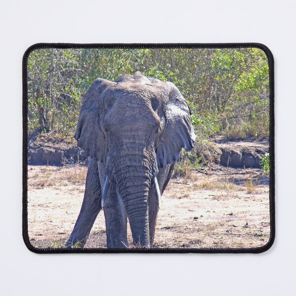Item preview, African Elephant in the Wild, South Africa designed and sold by worldways.