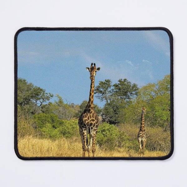 Item preview, Giraffes in the Wild, Kruger national park, South Africa  designed and sold by worldways.