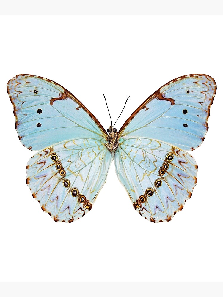 "Light Blue Butterfly Pack " Poster for Sale by Letdomagic Redbubble