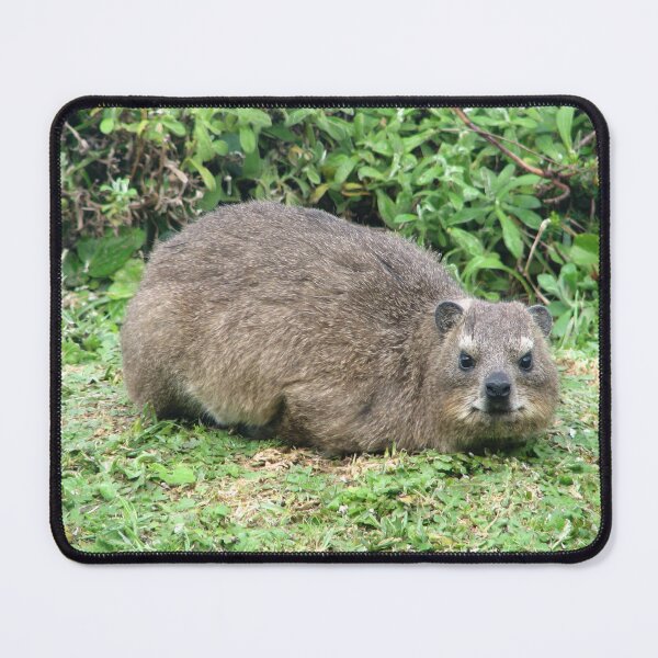 Item preview, Cute Dassie Rock Hyrax Table Mountain, South Africa designed and sold by worldways.