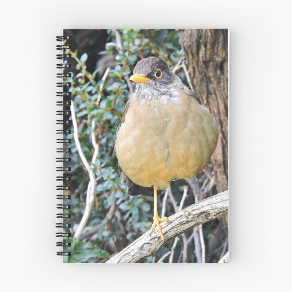 Item preview, Magellan Thrush designed and sold by Graeme  Hyde.