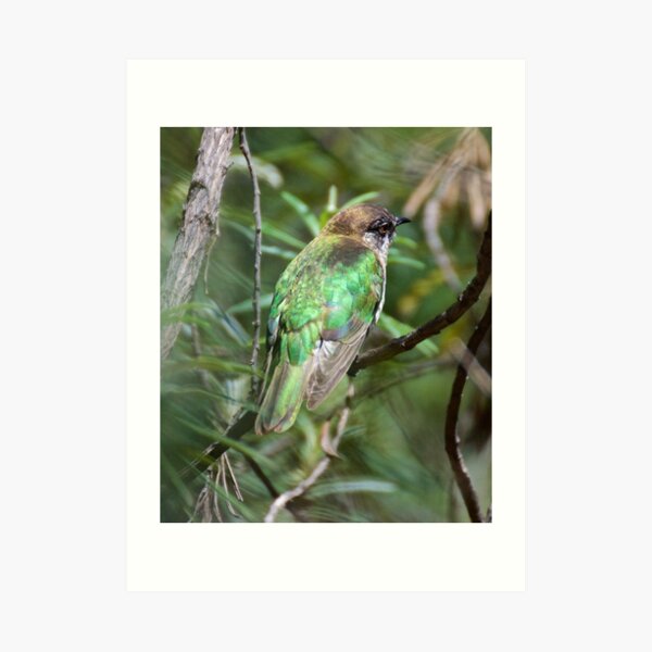 CUCKOO ~ Shining Bronze-Cuckoo by David Irwin ~ WO Art Print