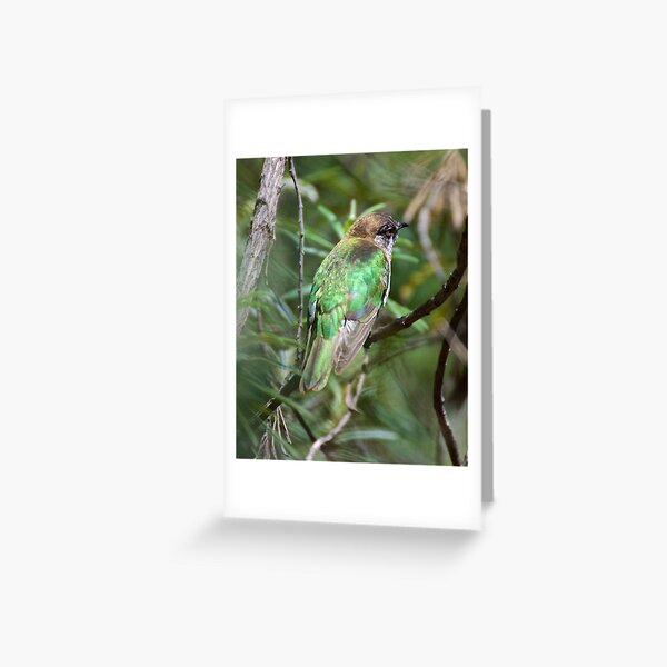 CUCKOO ~ Shining Bronze-Cuckoo 4APNQMRB by David Irwin ~ WO Greeting Card