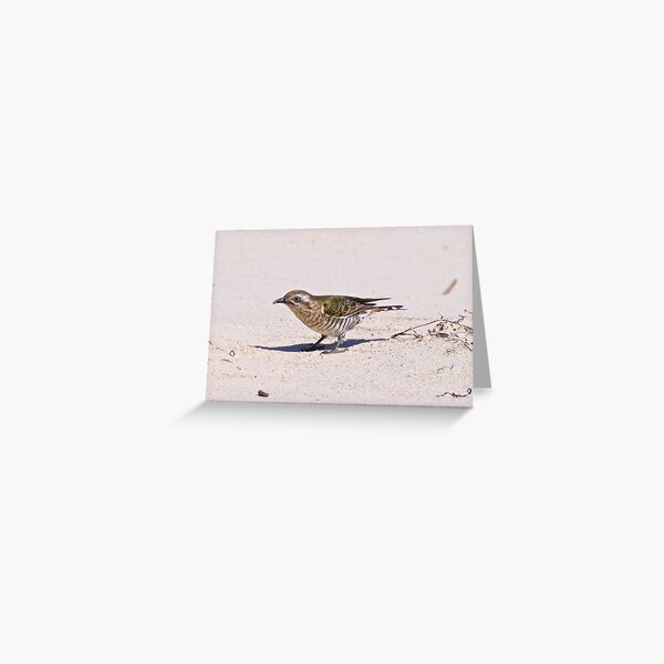 CUCKOO ~ Shining Bronze-Cuckoo GLVHPZKC by David Irwin ~ WO Greeting Card