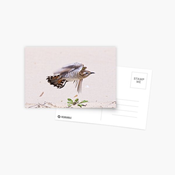 CUCKOO ~ Shining Bronze-Cuckoo JYEK287V by David Irwin ~ WO Postcard