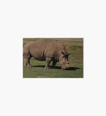 White Rhinocero Art Board