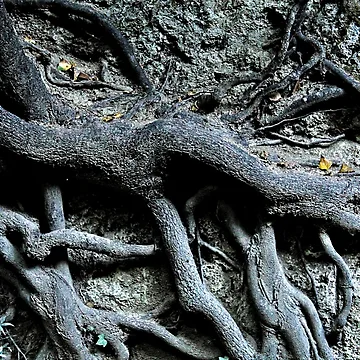 Artwork thumbnail, Tree Roots Texture Natural Abstract by Anna Lemos
