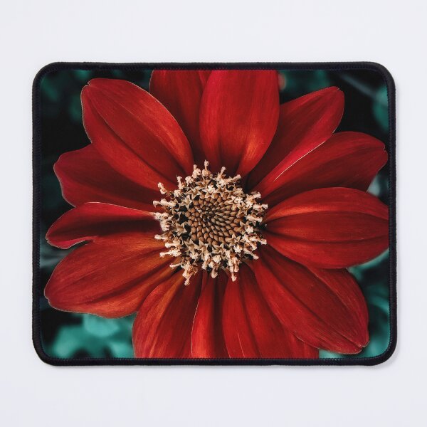 Item preview, Late Bloomer designed and sold by Steve Walser.