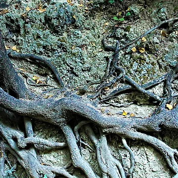 Artwork thumbnail, Tree Trunk Roots Texture Natural Abstract by Anna Lemos