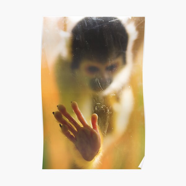 Bolivian Squirrel Monkey Poster