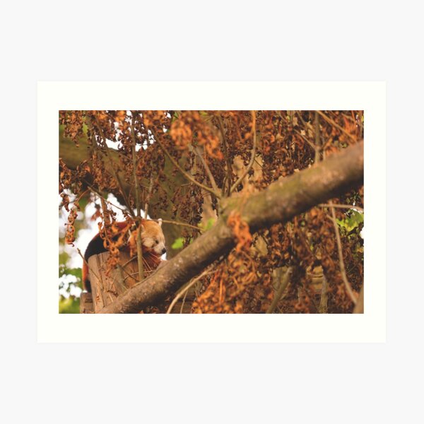 Red Panda Sleeping Art Print