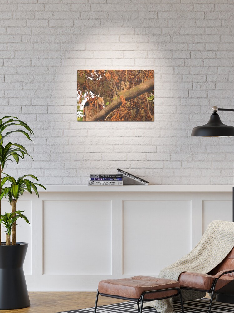 Thumbnail 1 of 4, Metal Print, Red Panda Sleeping designed and sold by IAmPaul.