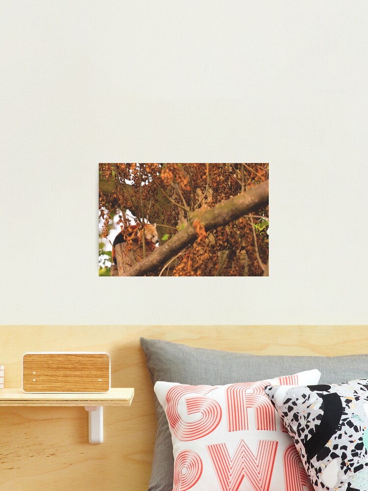Thumbnail 1 of 3, Photographic Print, Red Panda Sleeping designed and sold by IAmPaul.
