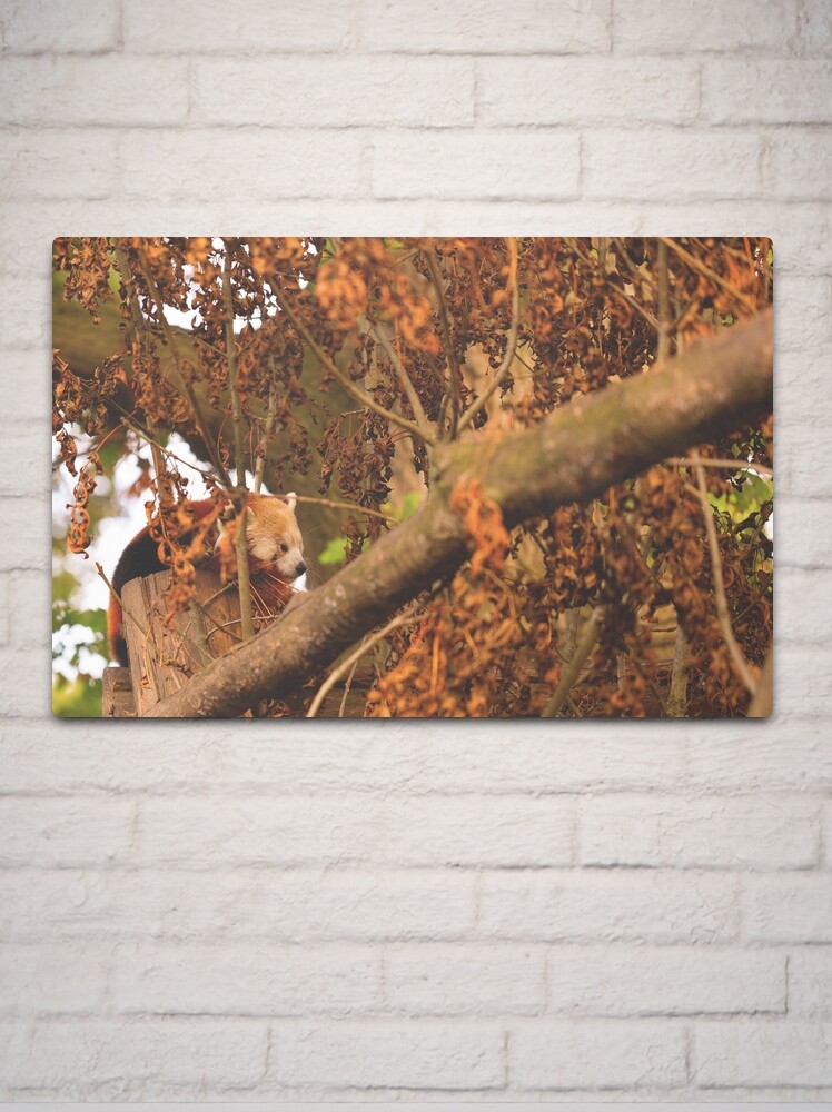 Thumbnail 2 of 4, Metal Print, Red Panda Sleeping designed and sold by IAmPaul.