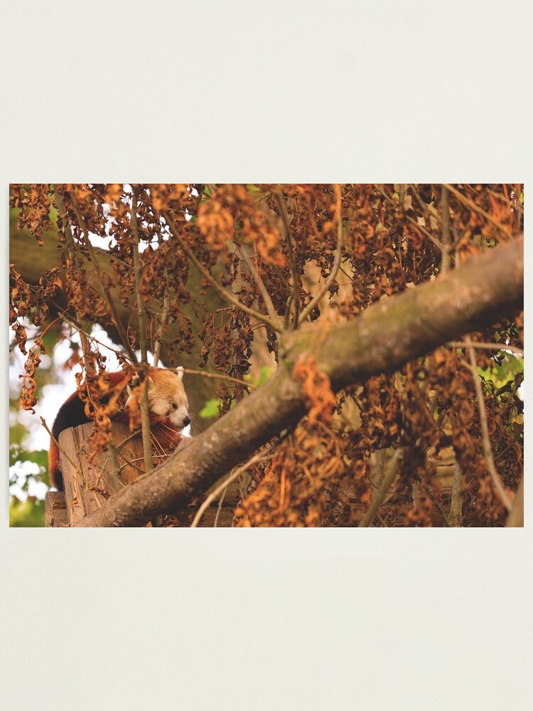Thumbnail 2 of 3, Photographic Print, Red Panda Sleeping designed and sold by IAmPaul.