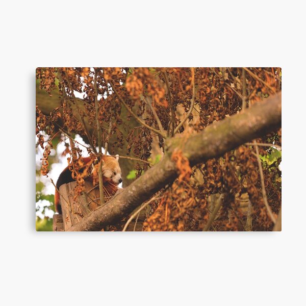Red Panda Sleeping Canvas Print