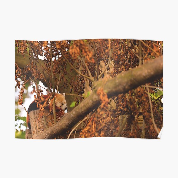 Red Panda Sleeping Poster