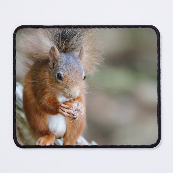 Item preview, Red squirrel designed and sold by Yves Roumazeilles (Wild Focus).