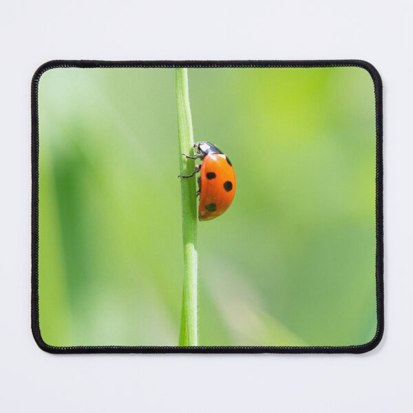Item preview, Ladybird beetle on green grass designed and sold by sgrphotography.