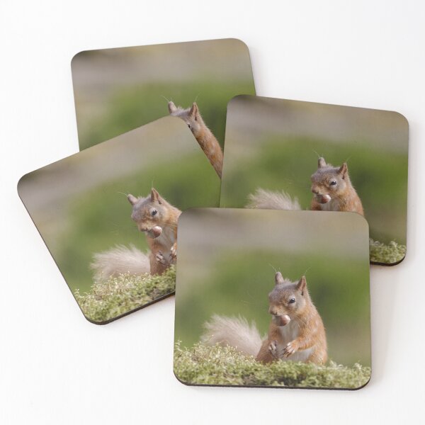 Item preview, Red squirrel designed and sold by Yves Roumazeilles (Wild Focus).