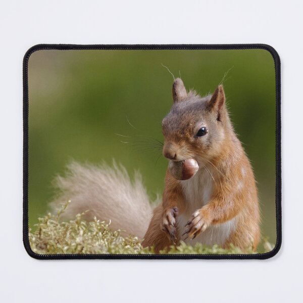 Item preview, Red squirrel designed and sold by Yves Roumazeilles (Wild Focus).