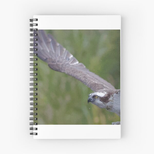 Item preview, Osprey designed and sold by Yves Roumazeilles (Wild Focus).