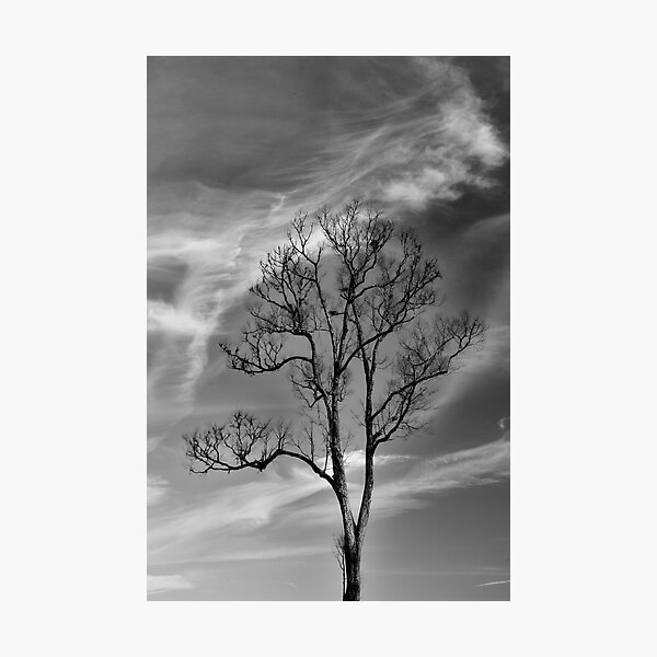 Item preview, Naked Tree designed and sold by Steven  Siow.
