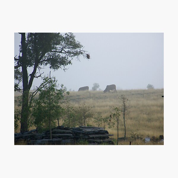 Item preview, Cows in the mist designed and sold by KylieB.