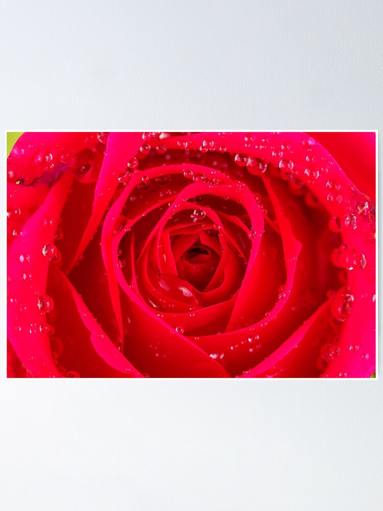 Thumbnail 2 of 3, Poster, Rose Macro designed and sold by IAmPaul.