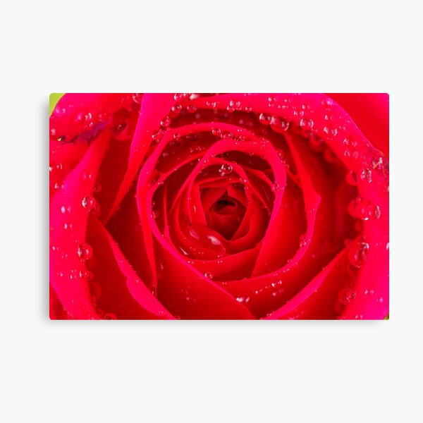 Rose Macro Canvas Print