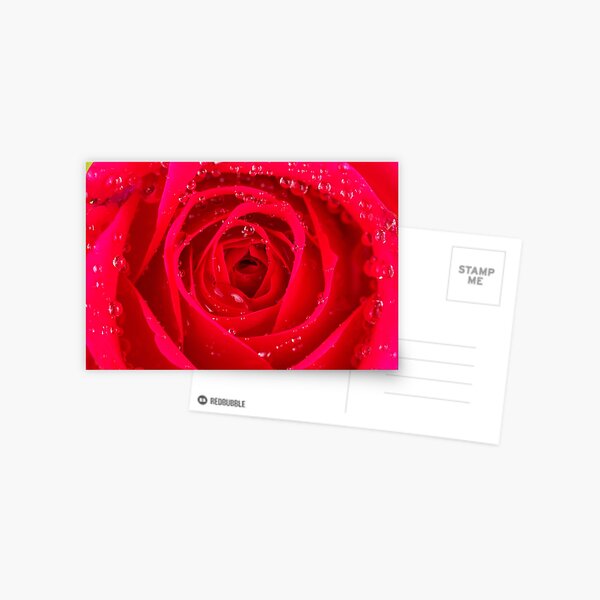 Rose Macro Postcard