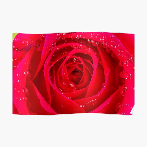 Rose Macro Poster