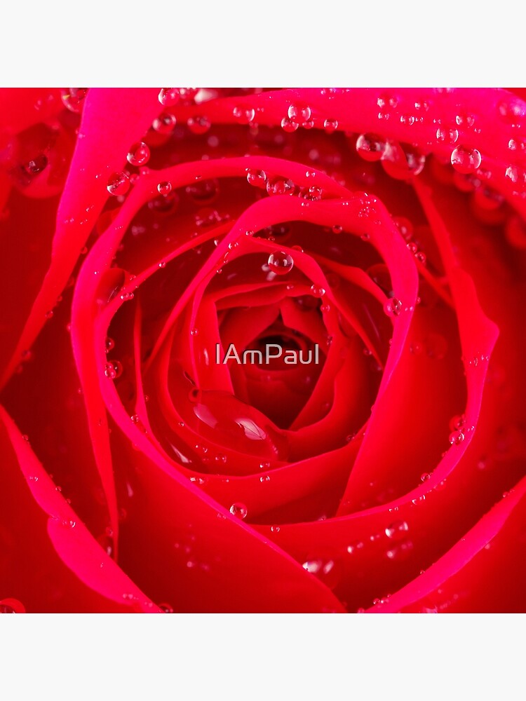 Rose Macro by IAmPaul