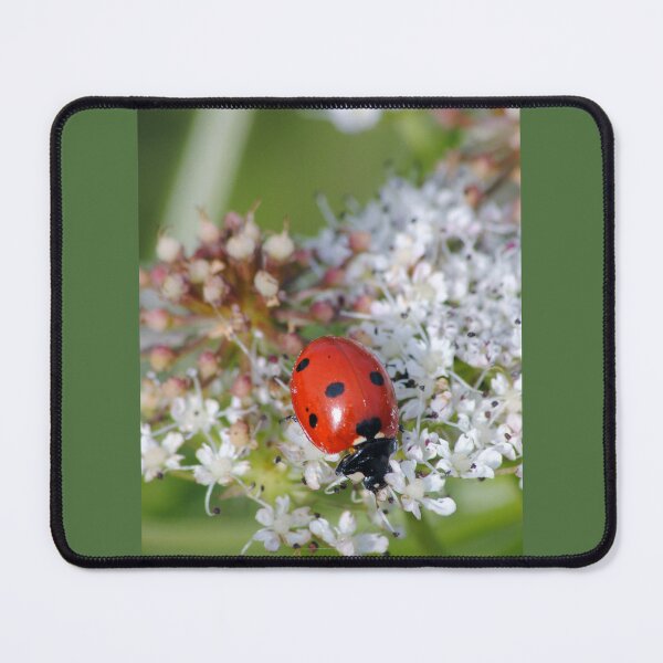 Item preview, Coccinellidae designed and sold by iago rodriguez dopico.