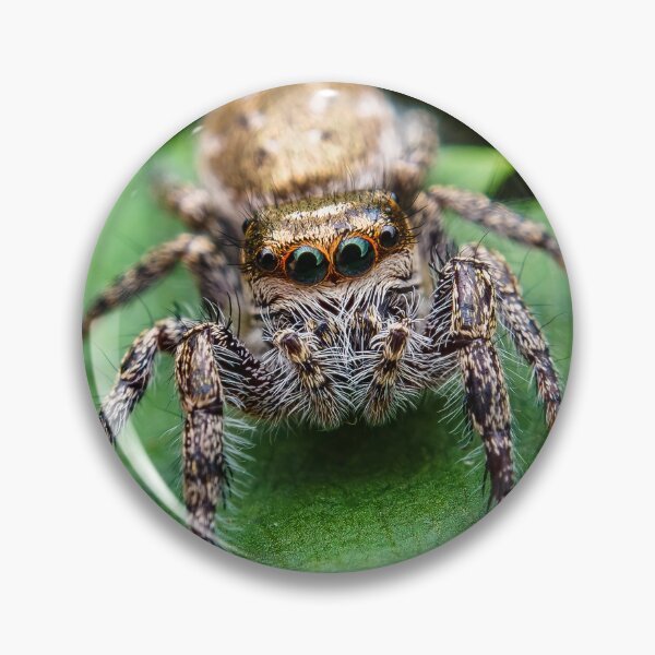 Item preview, Jumping Spider - Salticid designed and sold by AronsTinySafari.