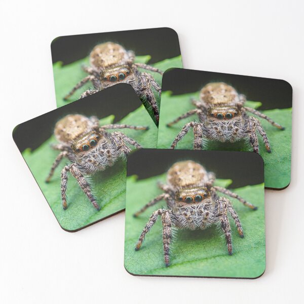 Item preview, Araña saltadora - Salticid designed and sold by AronsTinySafari.