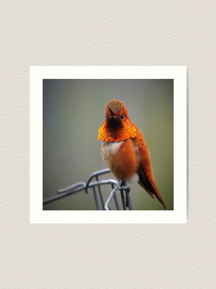 DI COLLECTION-CHIDIYA GHAR RUFOUS BIRD-2535 DI COLLECTION-CHIDIYA GHAR RUFOUS BIRD-2535