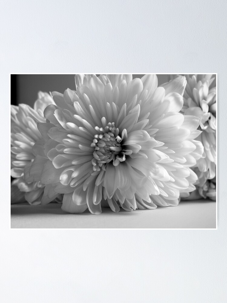 Thumbnail 1 of 3, Poster, Nostalgia White Peony Flower designed and sold by OneDayArt.