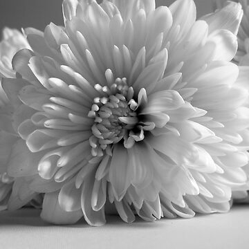 Artwork thumbnail, Nostalgia White Peony Flower by OneDayArt