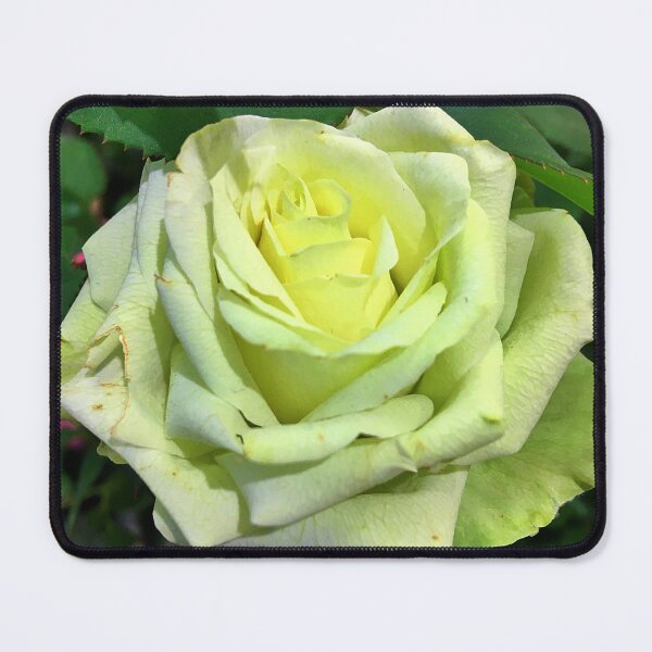 Item preview, A Yellow Rose  - The Flower of Friendship designed and sold by Ric1926.