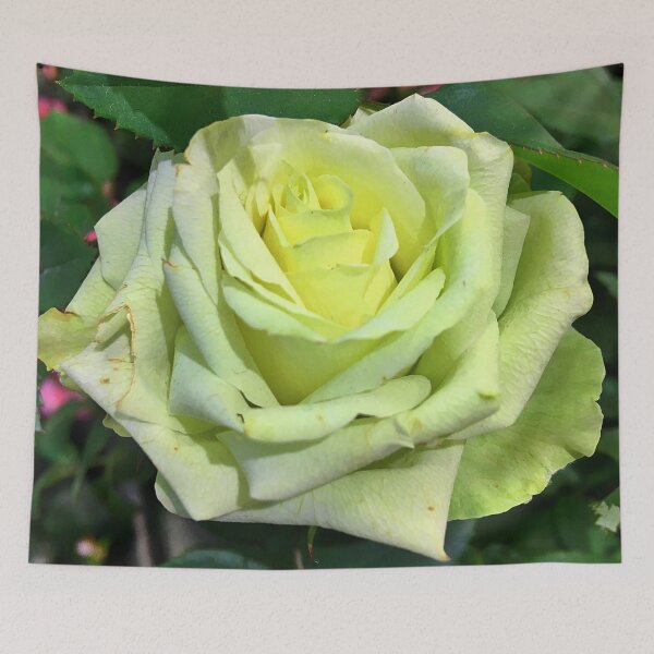 Item preview, A Yellow Rose  - The Flower of Friendship designed and sold by Ric1926.
