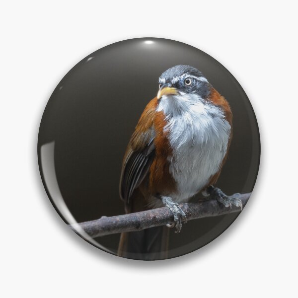 Item preview, bird on the branch designed and sold by KreativFoto.