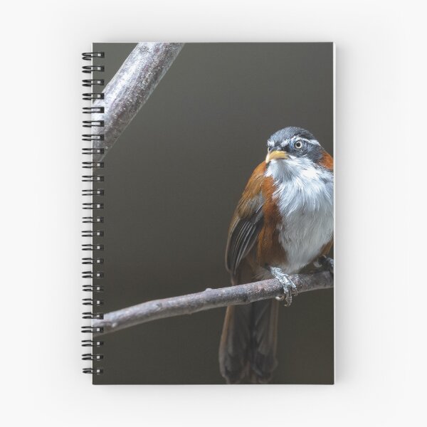 Item preview, bird on the branch designed and sold by KreativFoto.