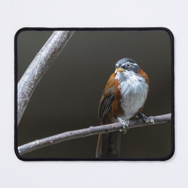 Item preview, bird on the branch designed and sold by KreativFoto.